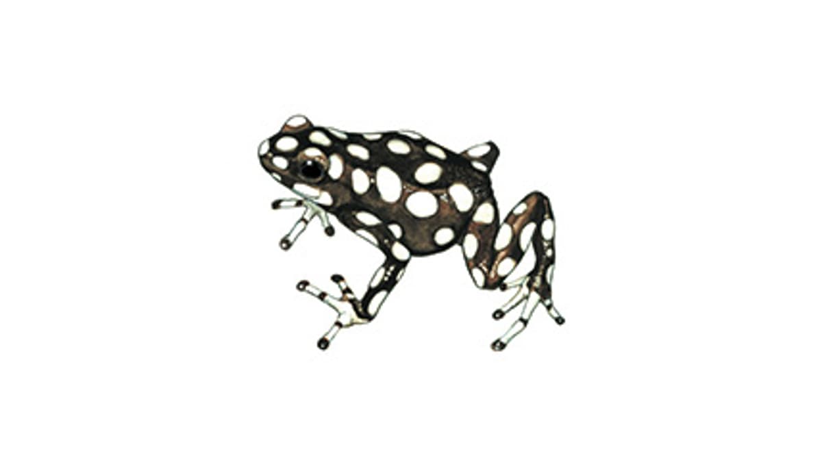 Illustration Marañón-Pfeilgiftfrosch