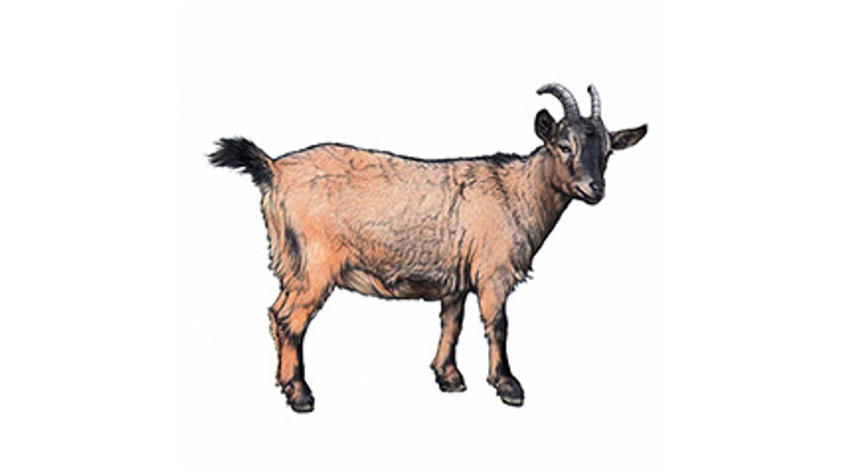 Illustration Afrikanische Zwergziege
