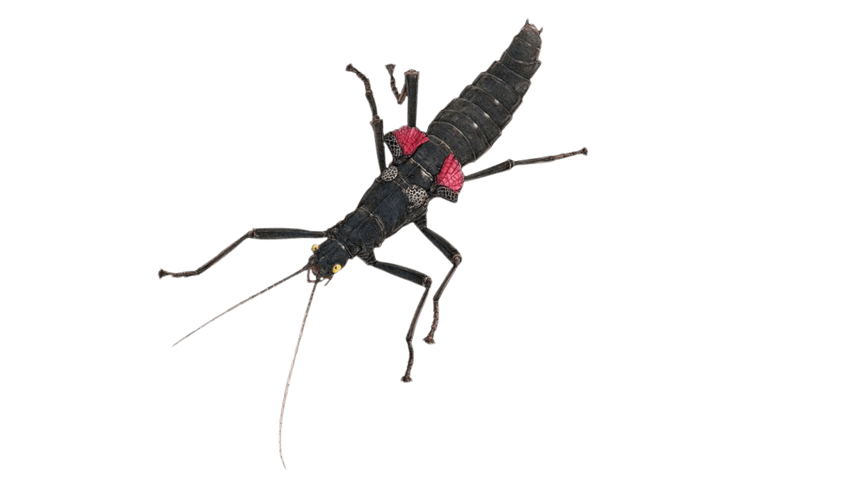 Black beauty stick insect
