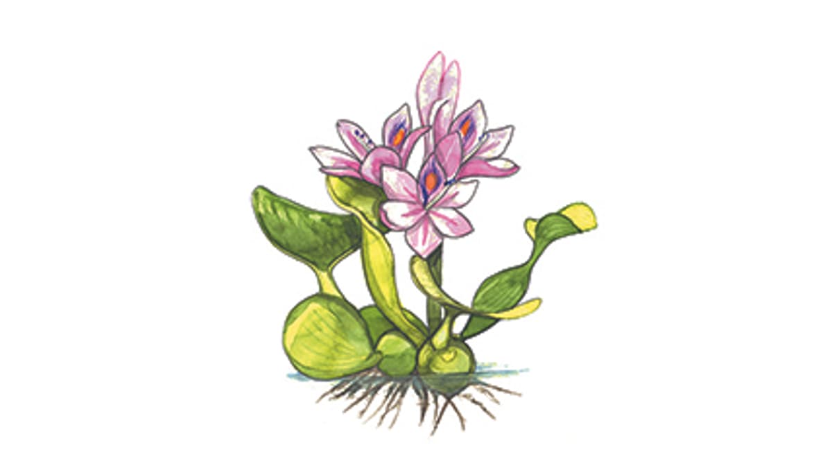 Illustration Wasserhyazinthe