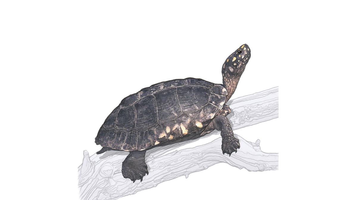 Strahlen-Dreikielschildkröte