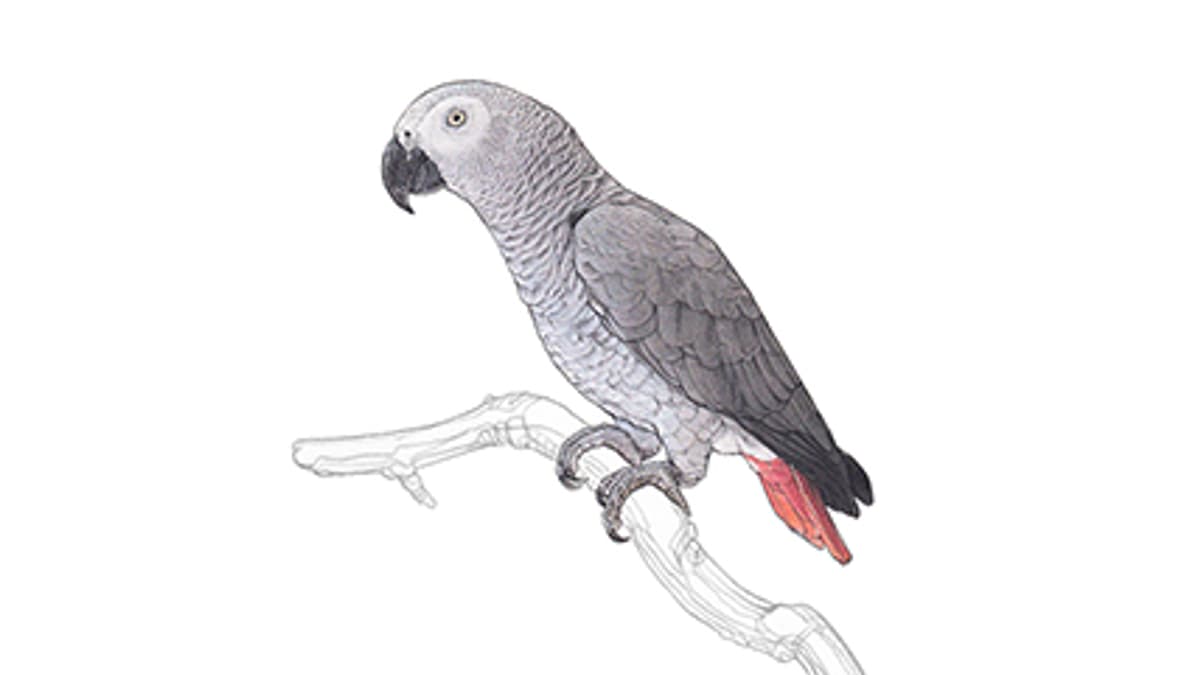 Graupapagei