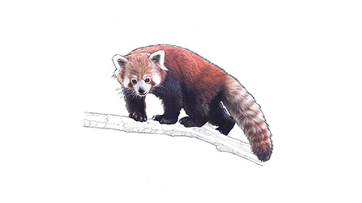 Illustration Kleiner Panda