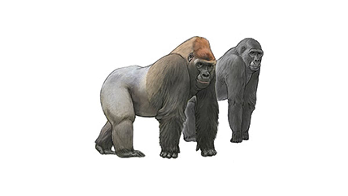 Illustration Westlicher Flachlandgorilla