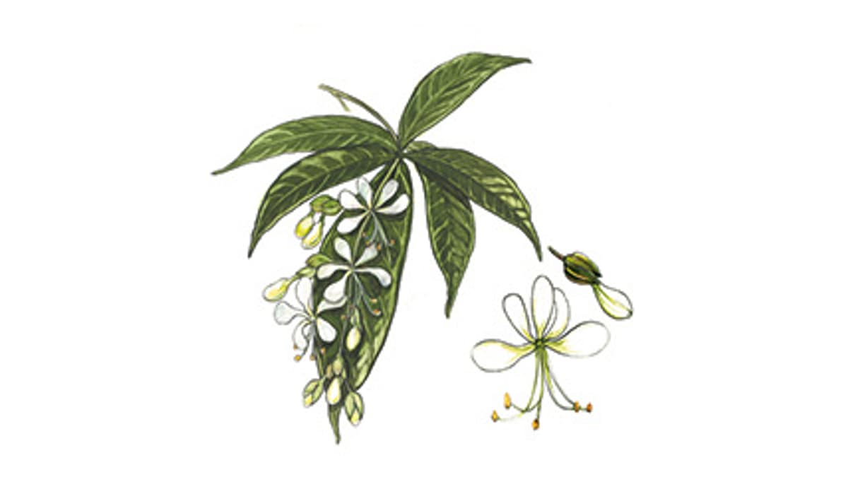 Illustration Losstrauch
