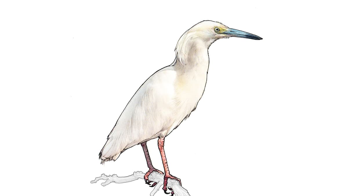 Dickschnabelreiher