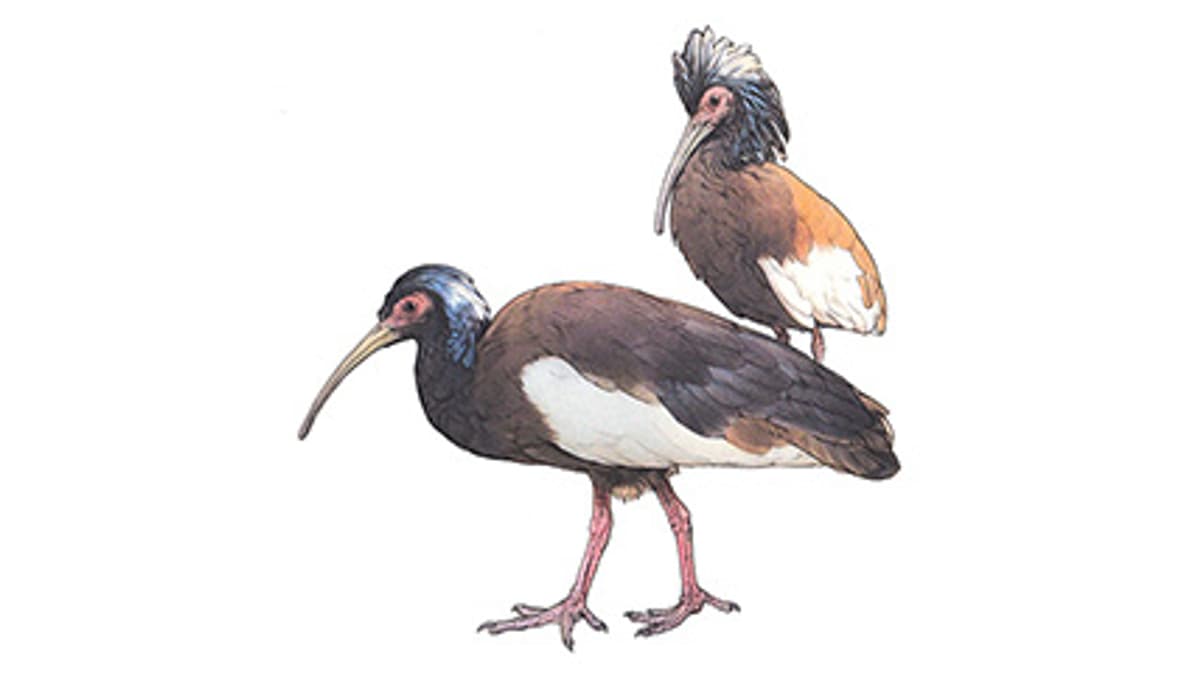 Illustration Mähnenibis