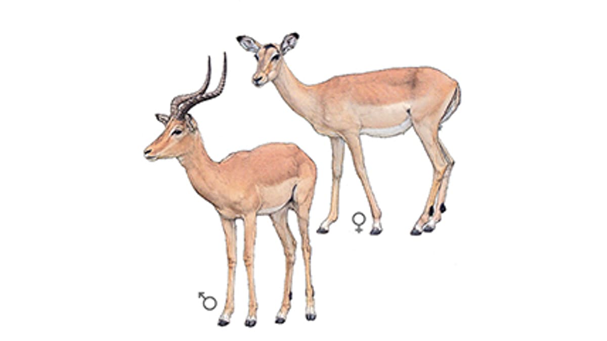 Impala