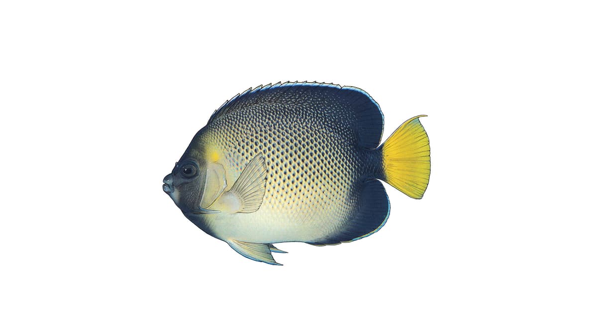 Indischer Rauchglas-Kaiserfisch