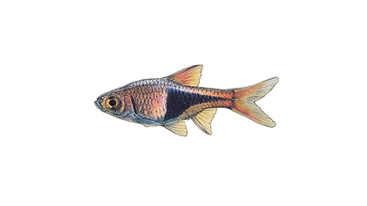 Illustration Keilfleckbärbling