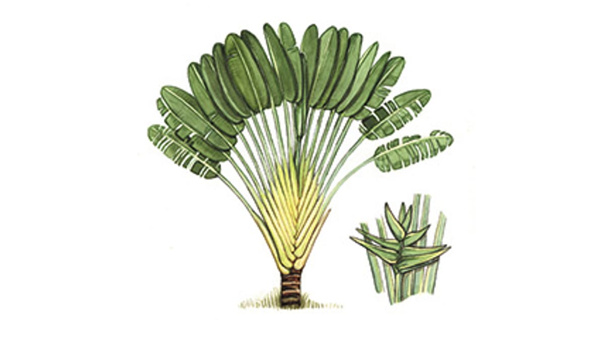 Illustration Baum der Reisenden (Ravenala)