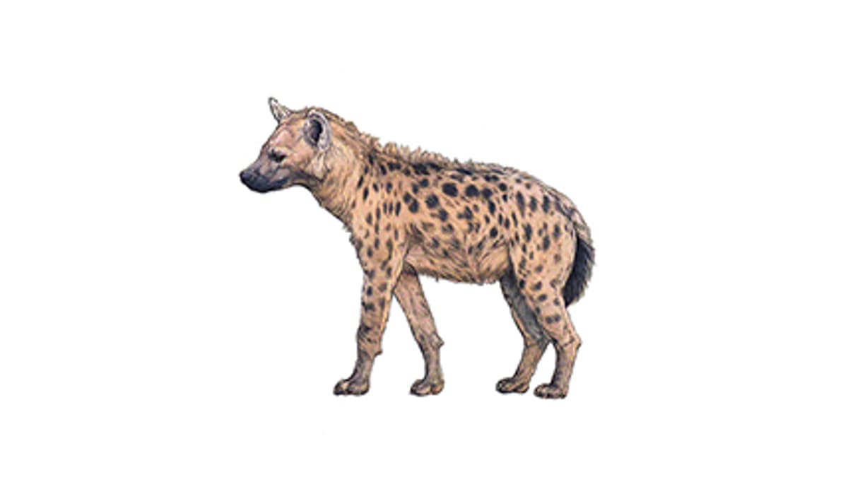 Tüpfelhyäne