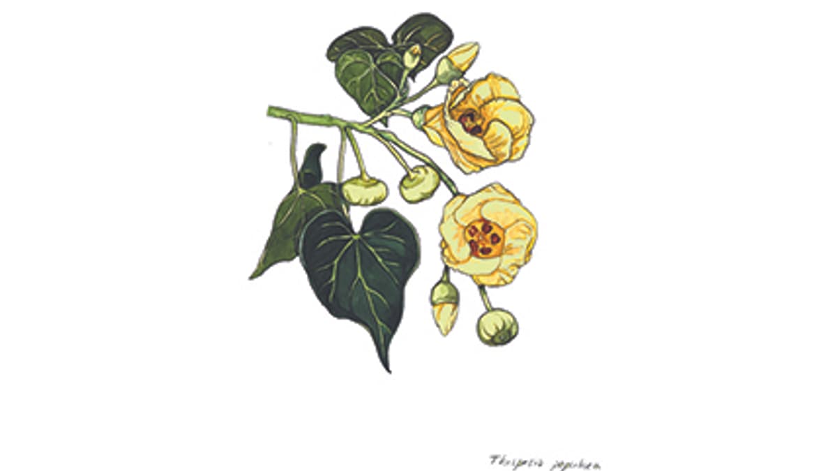 Illustration Pappelblättriger Eibisch
