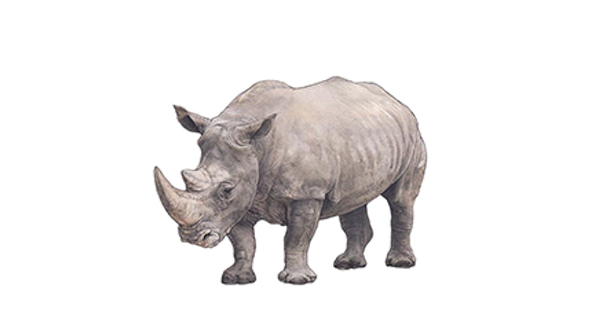 Südliches Breitmaulnashorn