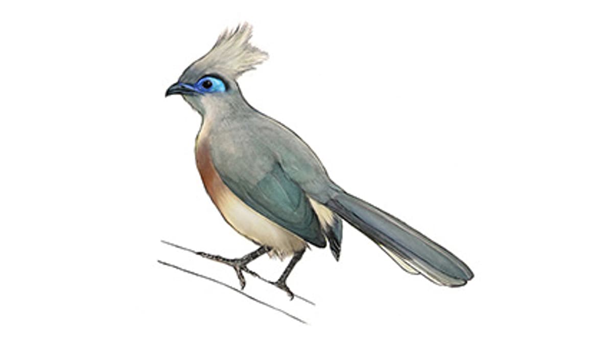 Illustration Haubenseidenkuckuck