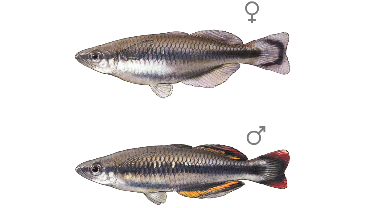 Bedotia Malagasy