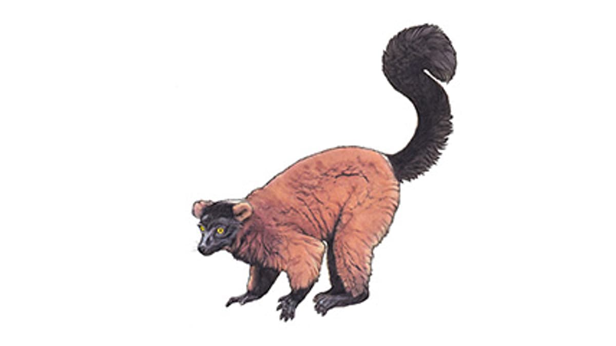 Illustration Roter Vari