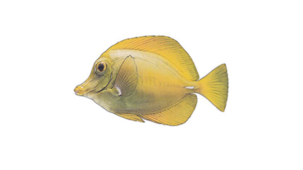 Illustration Zitronenflossen-Doktorfisch