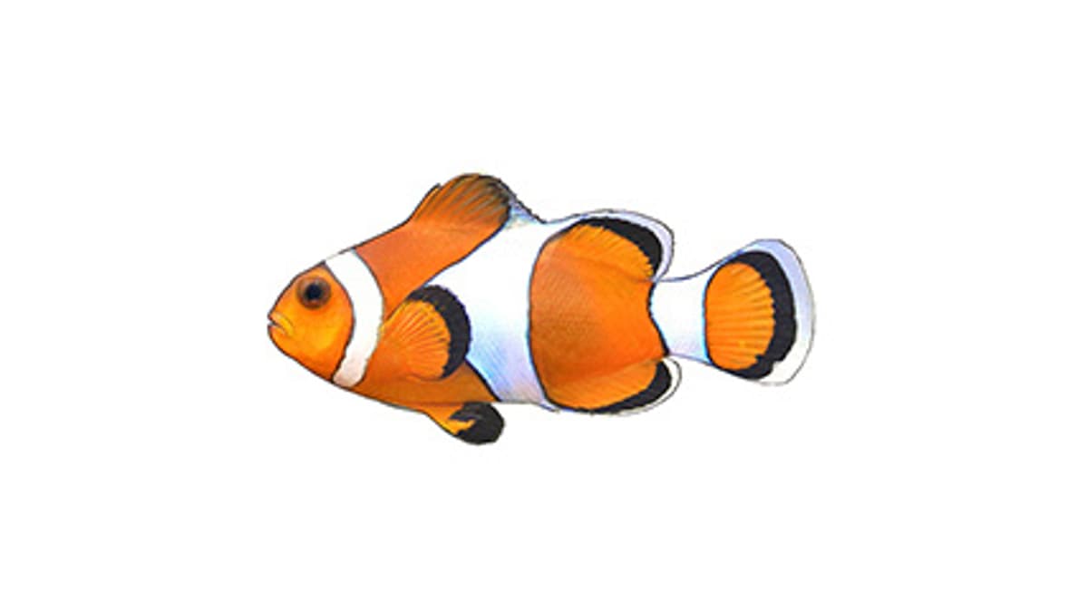 Illustration Dreibinden-Anemonenfisch / Clownfisch