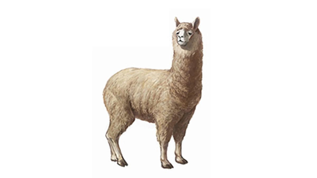 Illustration Alpaka