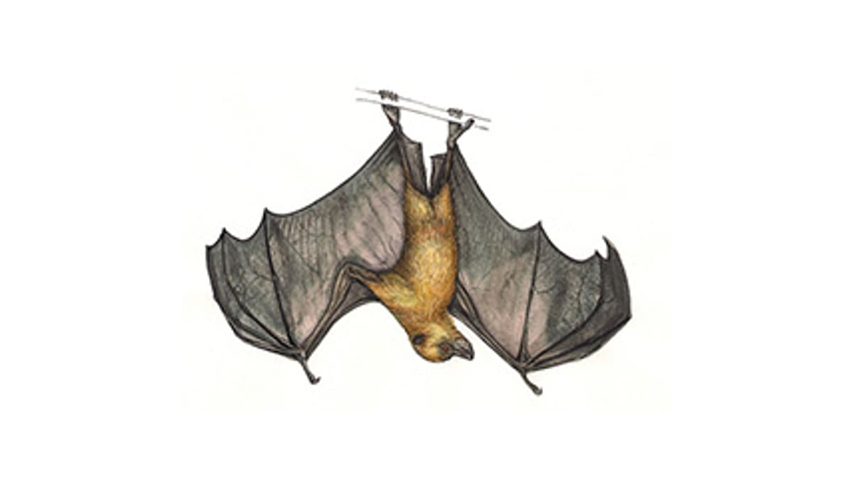 Illustration Rodrigues-Flughund