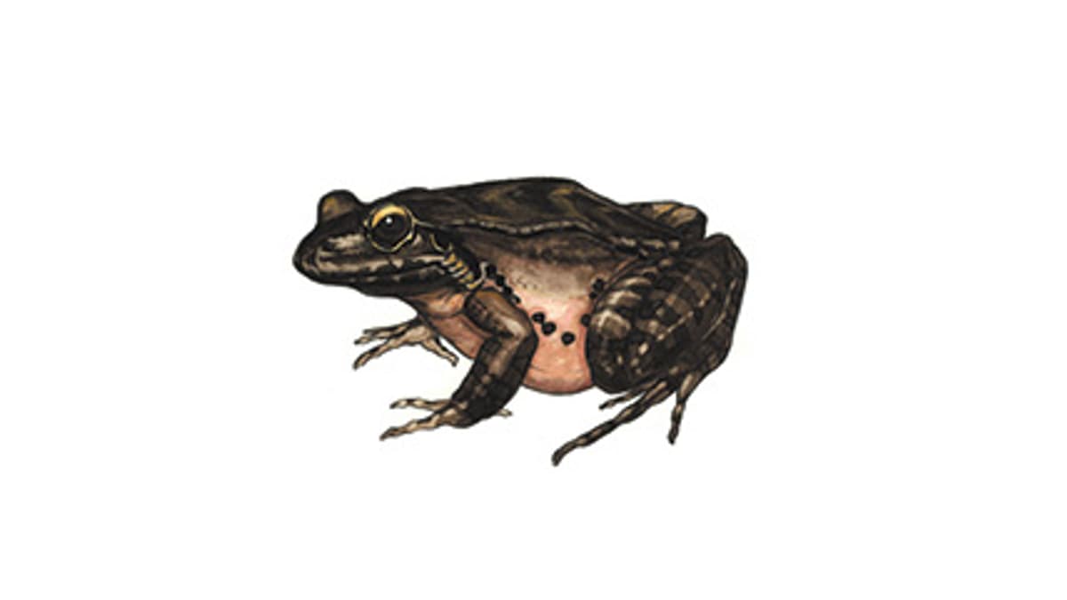 Illustration Antillen-Ochsenfrosch