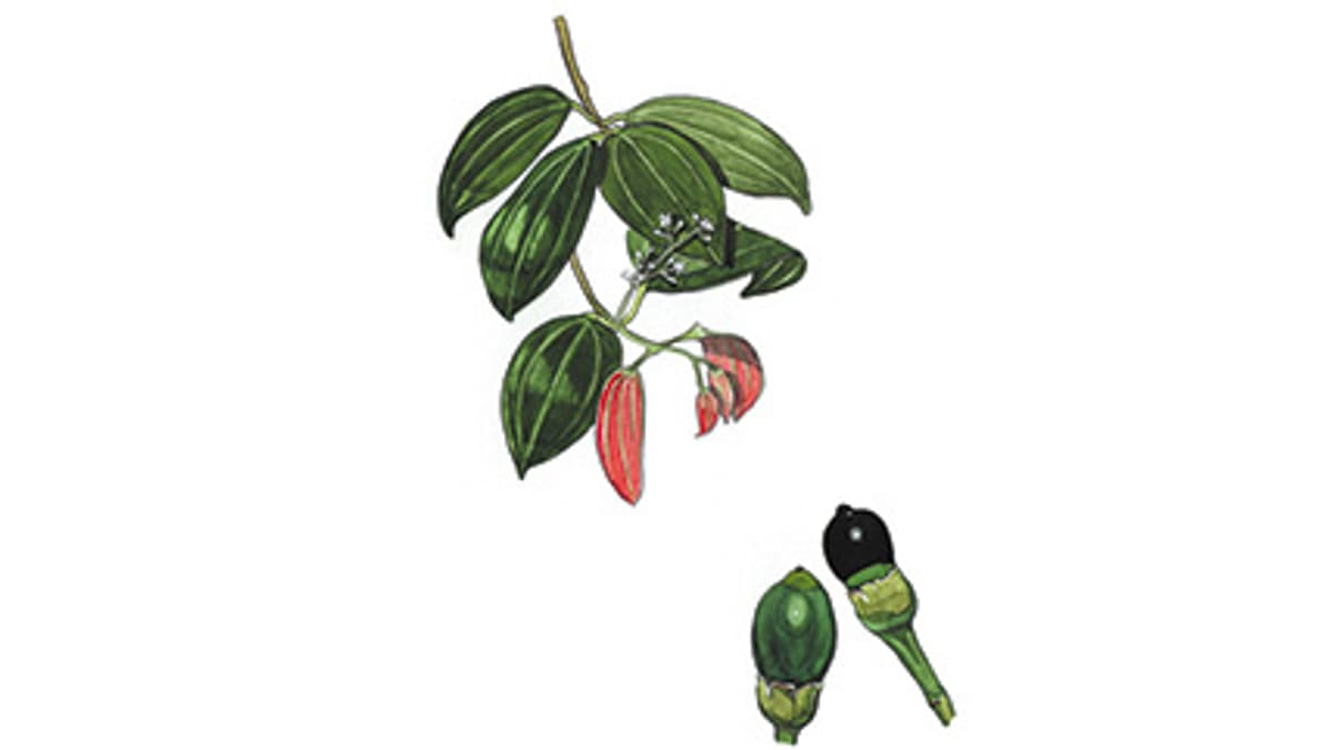 Illustration Ceylon-Zimt