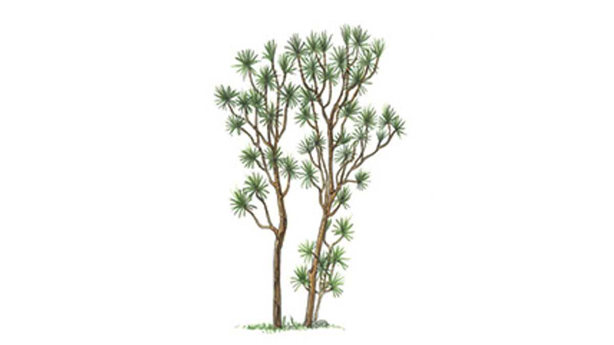 Illustration Gerandeter Drachenbaum