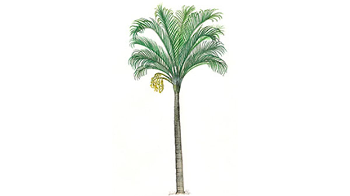 Illustration Madagaskarpalme