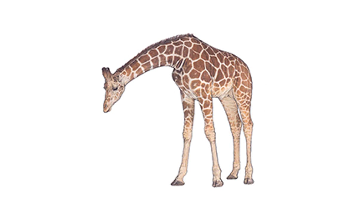 Netzgiraffe