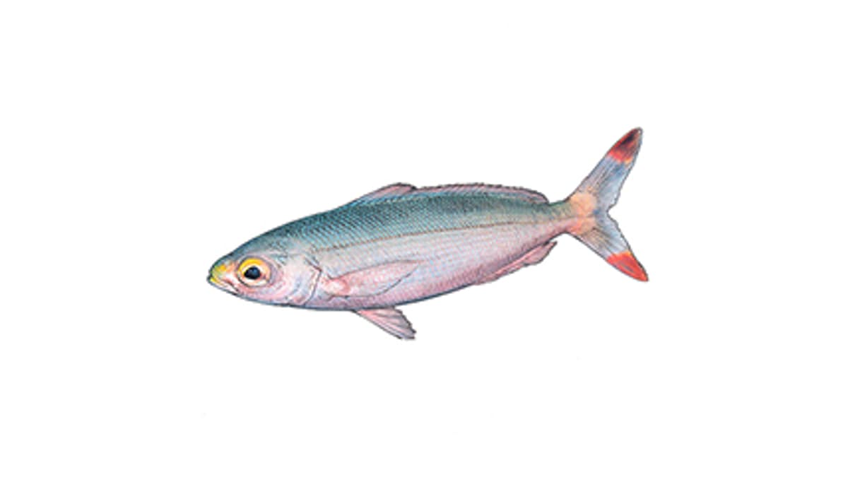 Illustration Füsilier