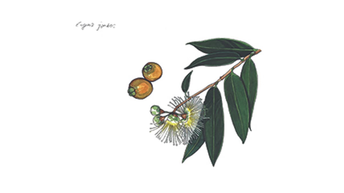 Illustration Rosenapfel