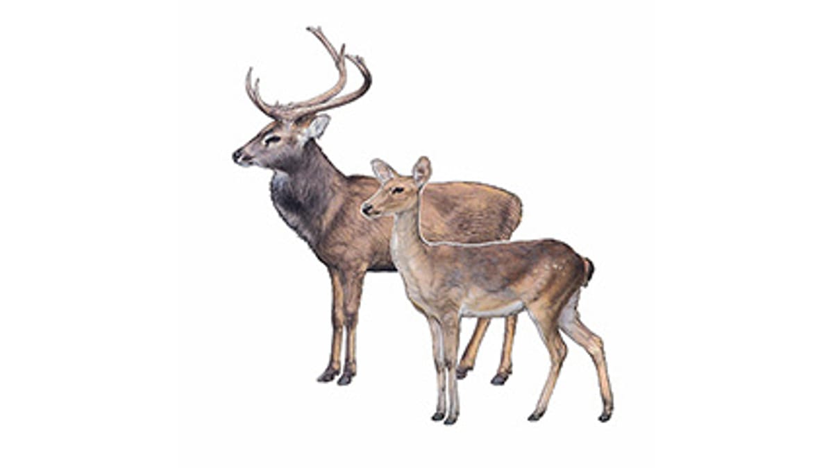 Illustration Burma-Leierhirsch