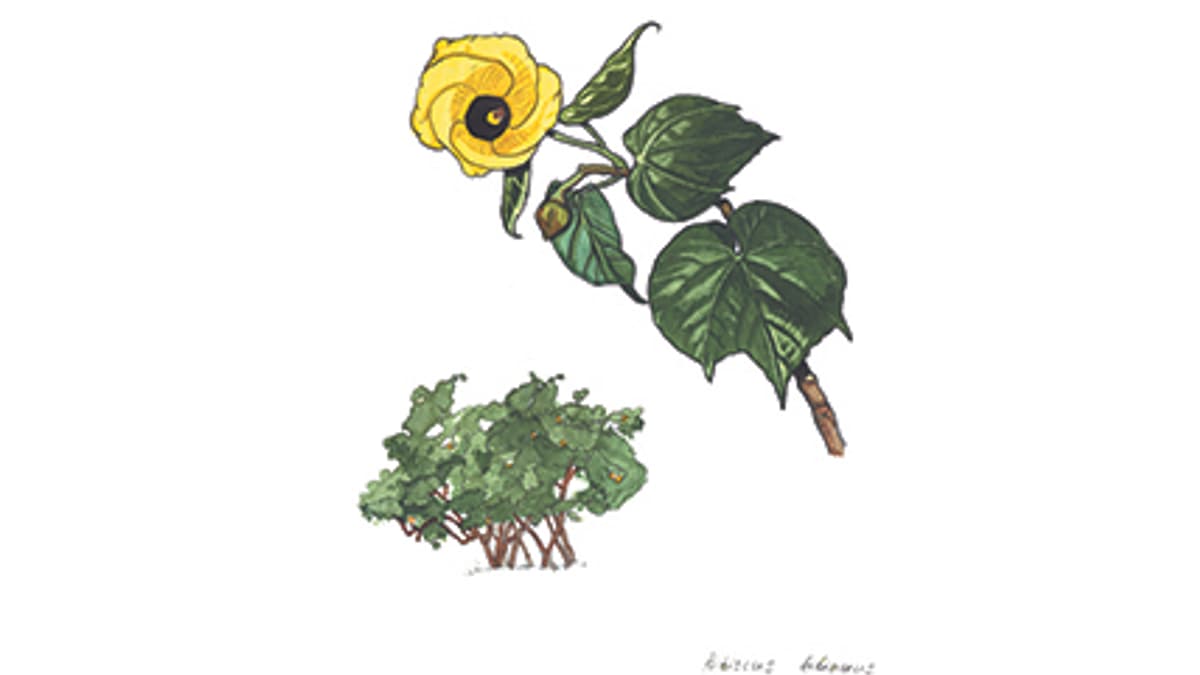 Illustration Lindenblättriger Eibisch