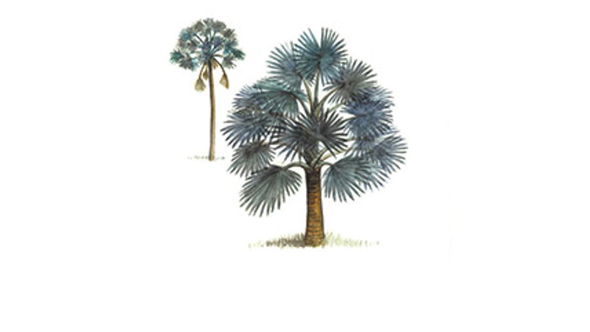 Illustration Bismarck-Palme