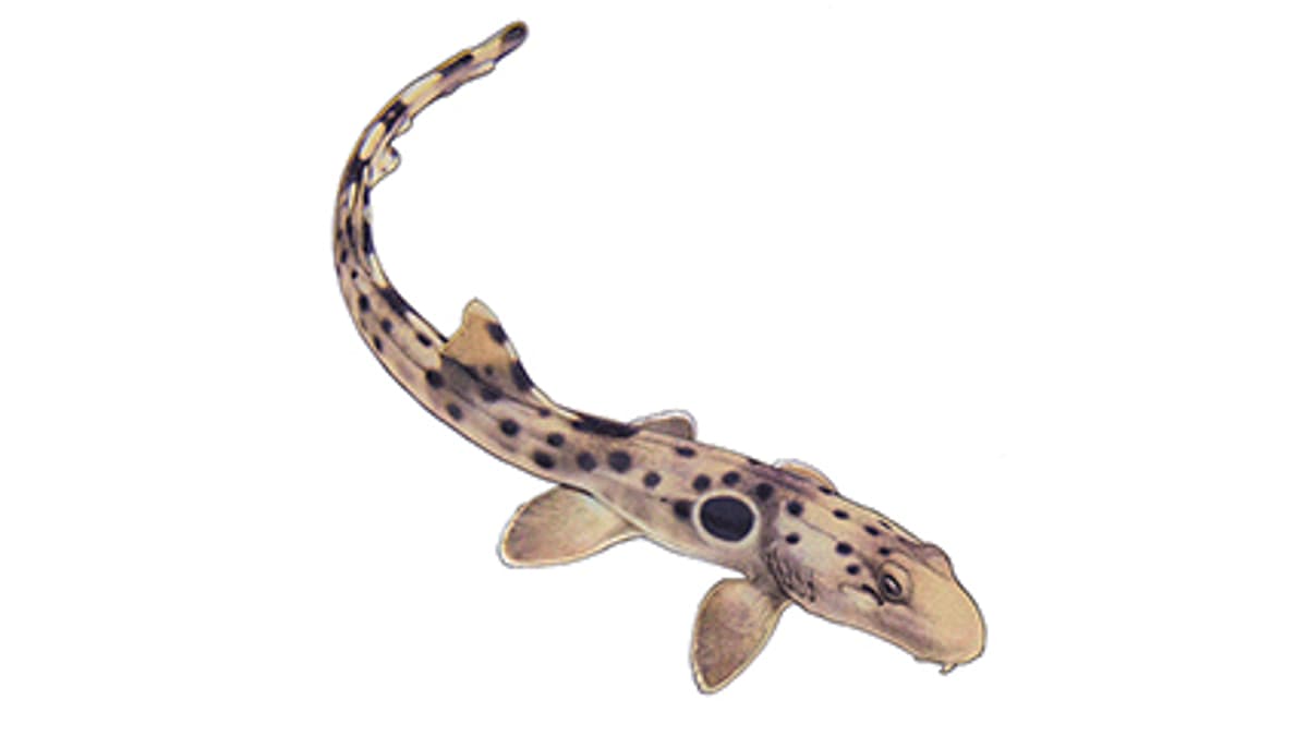 Illustration Epaulettenhai