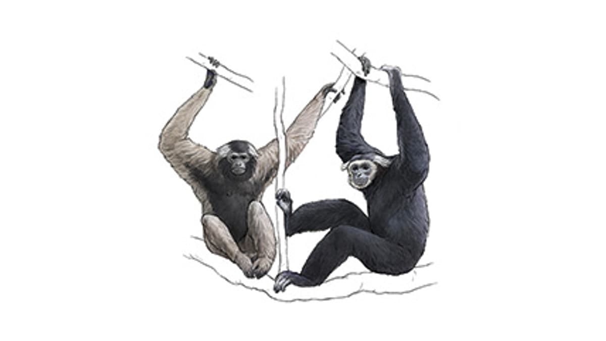 Illustration Kappengibbon