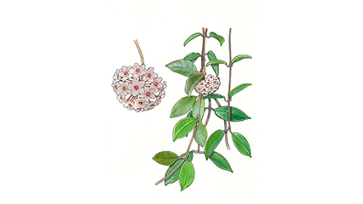 Porzellanblume