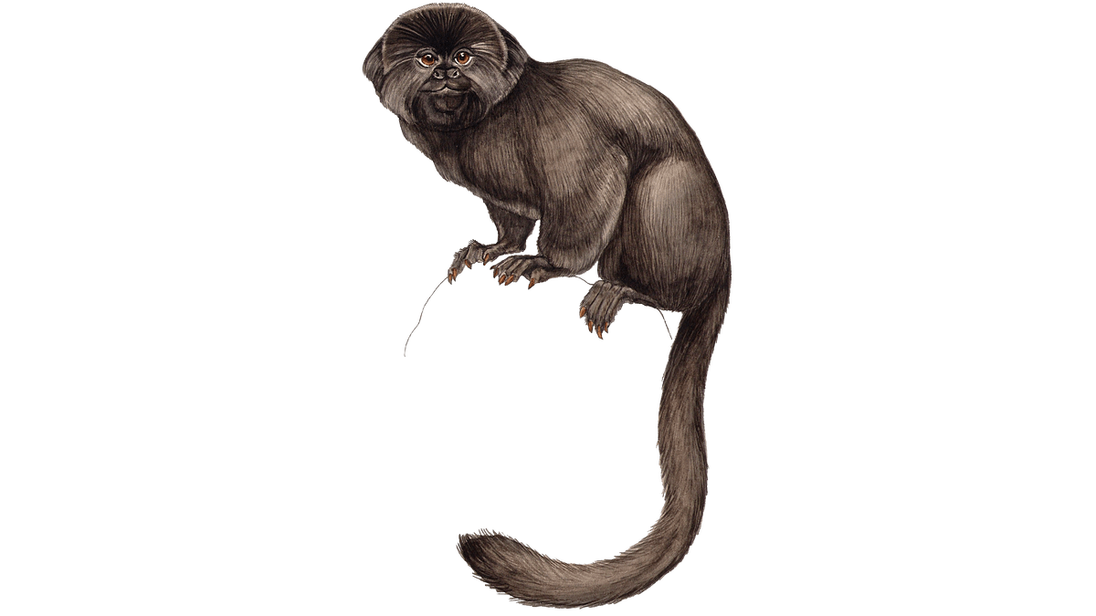 Illustration Springtamarin