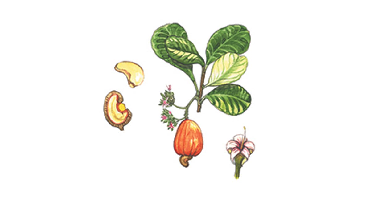 Illustration Kaschubaum