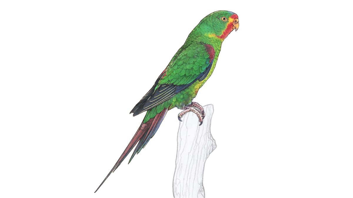 Illustration Schwalbensittich