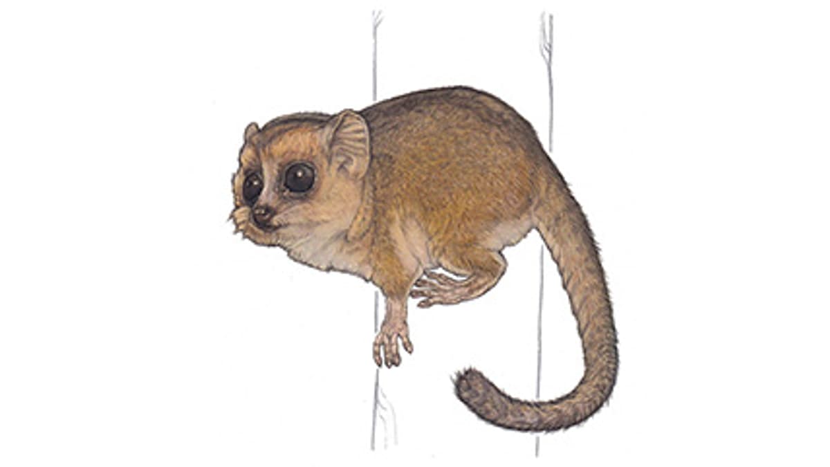 Illustration Goodman-Mausmaki