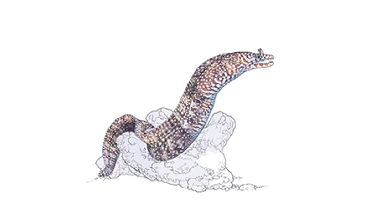 Illustration Drachenmuräne
