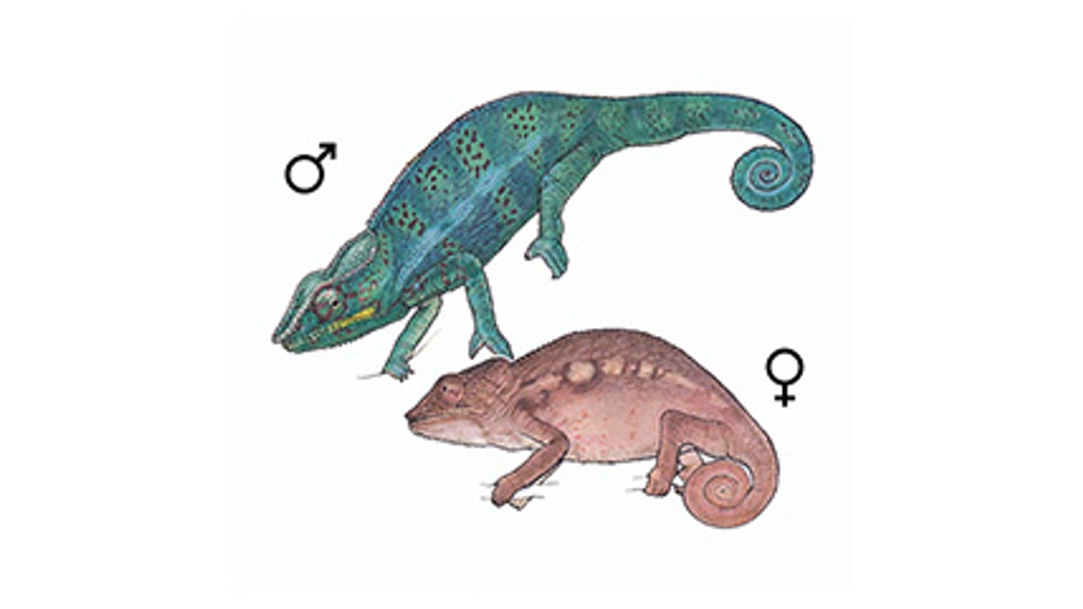 Illustration Pantherchamäleon