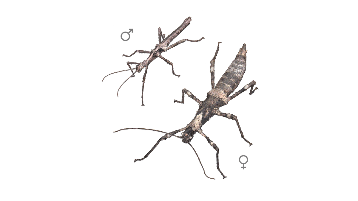 Illustration Sungaya-Gespenstschrecke
