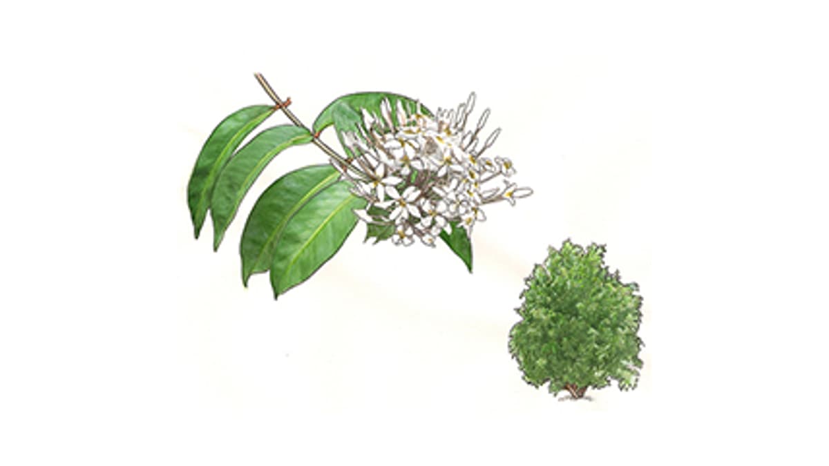 Illustration Ixora