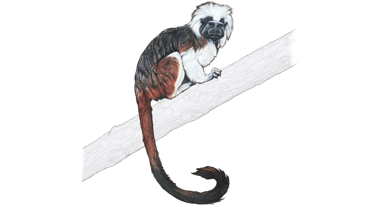 Illustration Lisztaffe