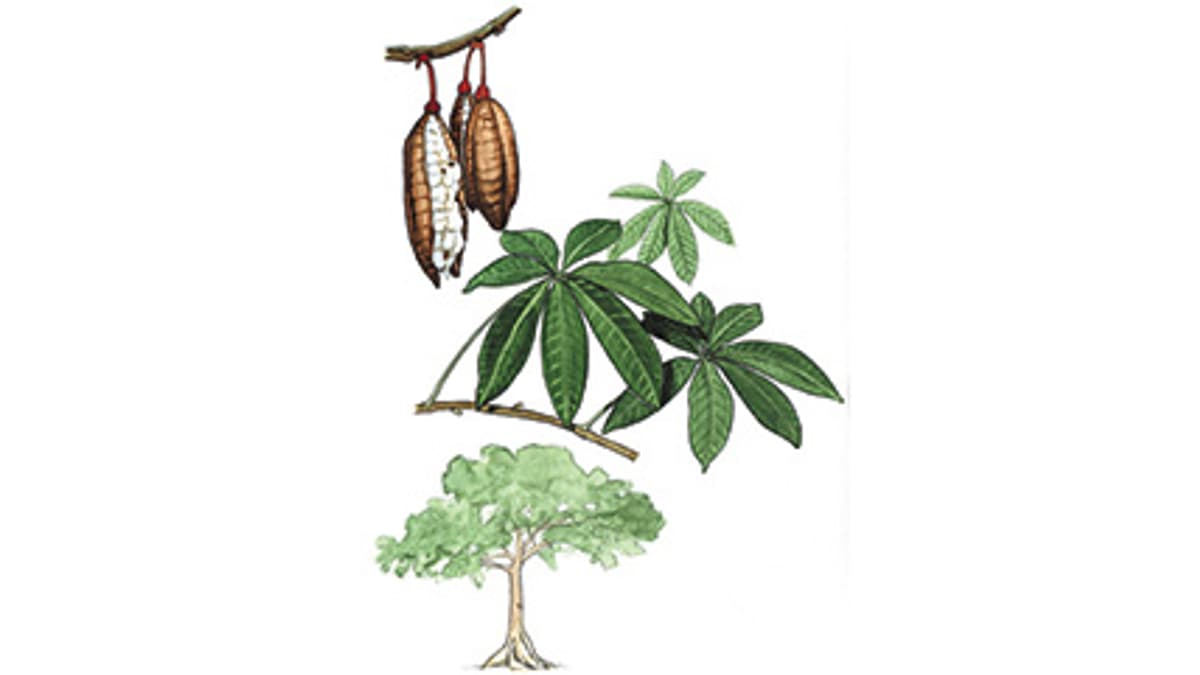 Illustration Kapokbaum