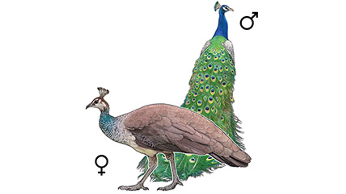 Illustration Blauer Pfau