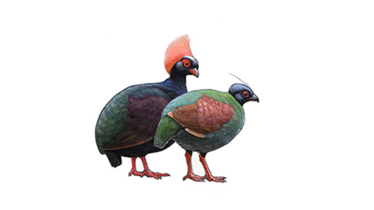 Illustration Strausswachtel